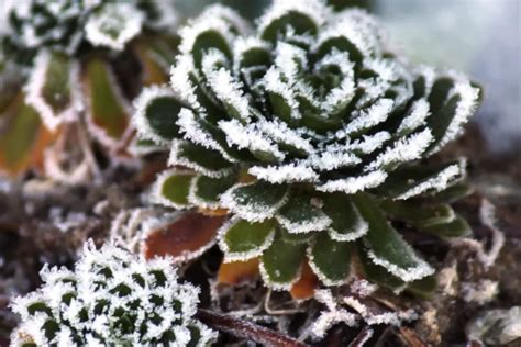 How Cold Hardy Are Succulents? Your Complete Guide