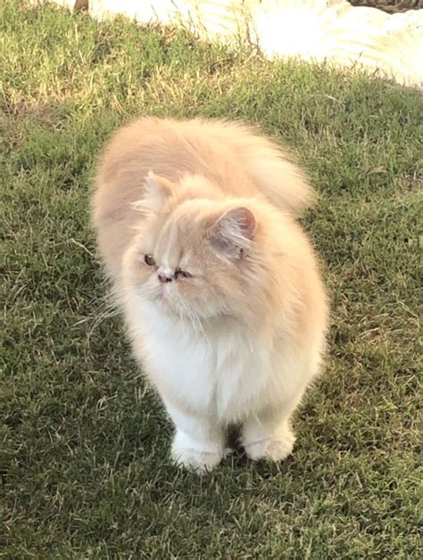 An Orange And White Cat Sitting On Top Of Grass