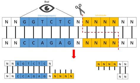 Modular Cloning Igem