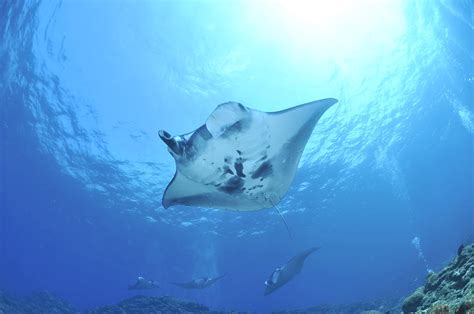 Manta Snorkling Nusa Penida Archipel