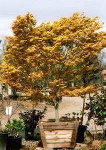 Acer Palmatum Katsura Urban Tree Farm Nursery