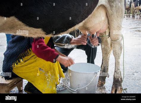 Milking Cow By Hand Hi Res Stock Photography And Images Alamy