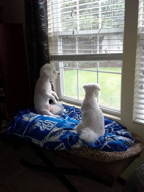 Naked Bichon Telegraph