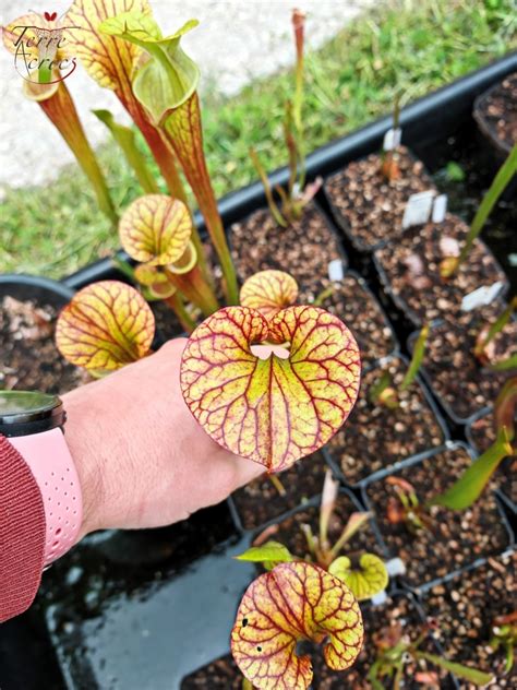 Sarracenia X Moorei Luben S Red X S Flava Var Ornata Hybride