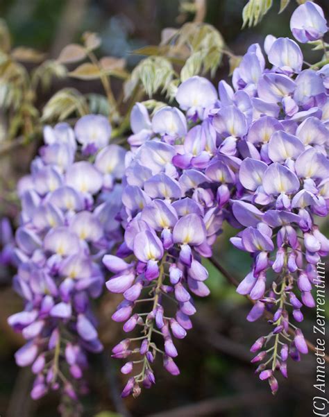 Wisteria Flower Essence At Stephen Alvarez Blog