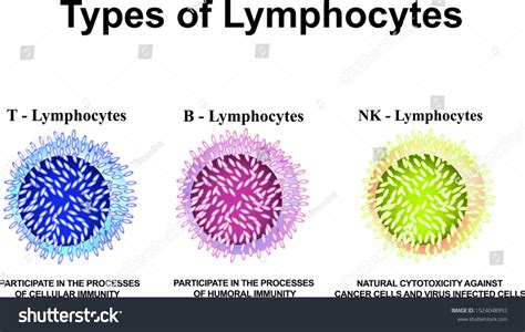 Types Lymphocytes T B Nk Lymphocytes Stock Vector Royalty Free