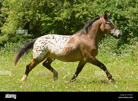 Heavy Horse In The Field Stock Photo Alamy