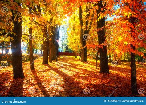 Der Bunte Hintergrund Helle Bunte Landschaftsgelbe Bume Im Herbstpark