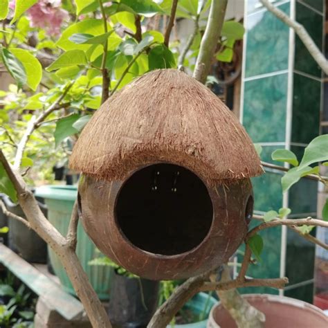 Jual BATOK KELAPA GLODOK RUMAH BERTELUR BURUNG LOVEBIRD DAN KENARI