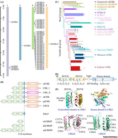 Cysteine Rich Receptor Like Protein Kinases Emerging Regulators Of