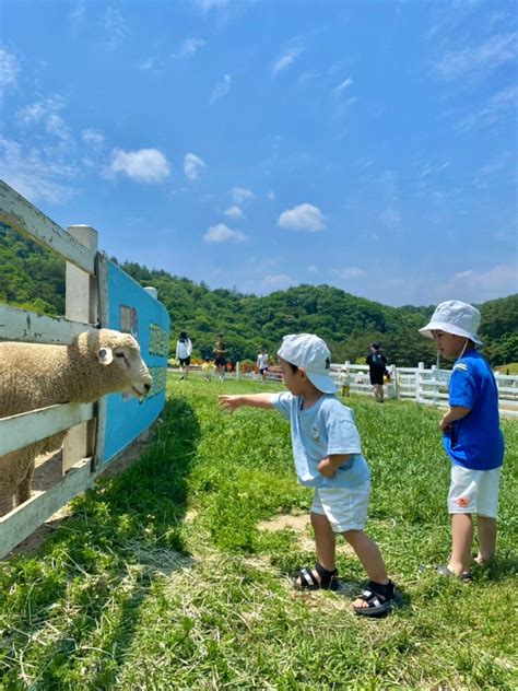 아이와 강원도 평창여행 1 평창 가볼만한 곳 대관령목장 ‘하늘목장 네이버 블로그