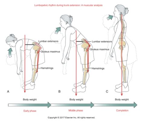 DPT 411 Kinetics And Kinematics Of Lumbar Spine Flashcards Quizlet