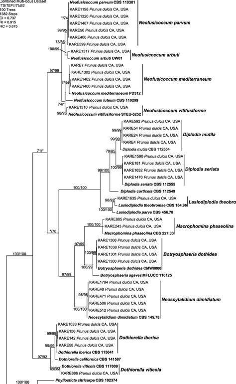 One Of 100 Equally Most Parsimonious Trees Generated From Maximum