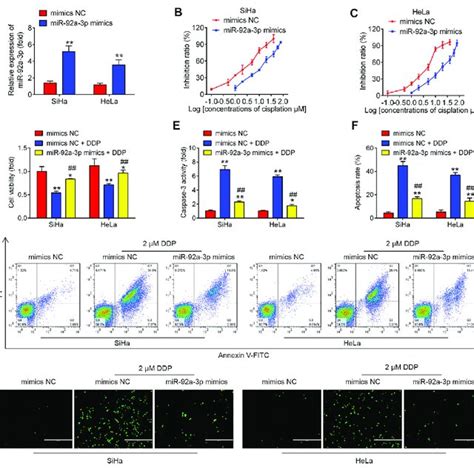 Overexpression Of Mir 92a 3p Induced Ddp Resistance Of Cervical