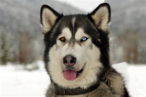 Alaskan Malamute Blue Eyes