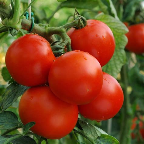 Moneymaker Tomato Seeds Herbs And Spices Australia