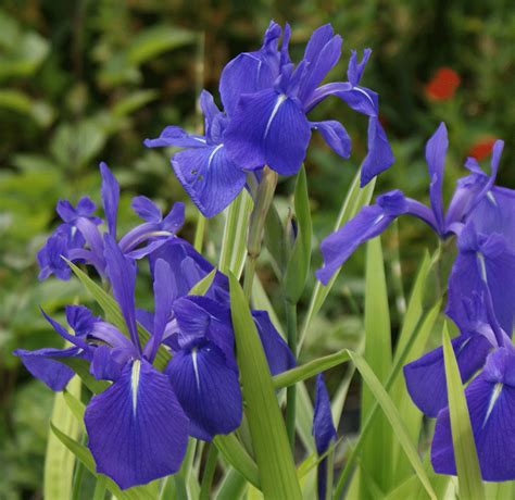 G Rtnerei Staudenspatz Iris Laevigata Japanische Sumpf Schwertlilie