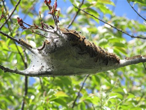 Eastern Tent Caterpillar Moth Nest – Fishers Island Conservancy