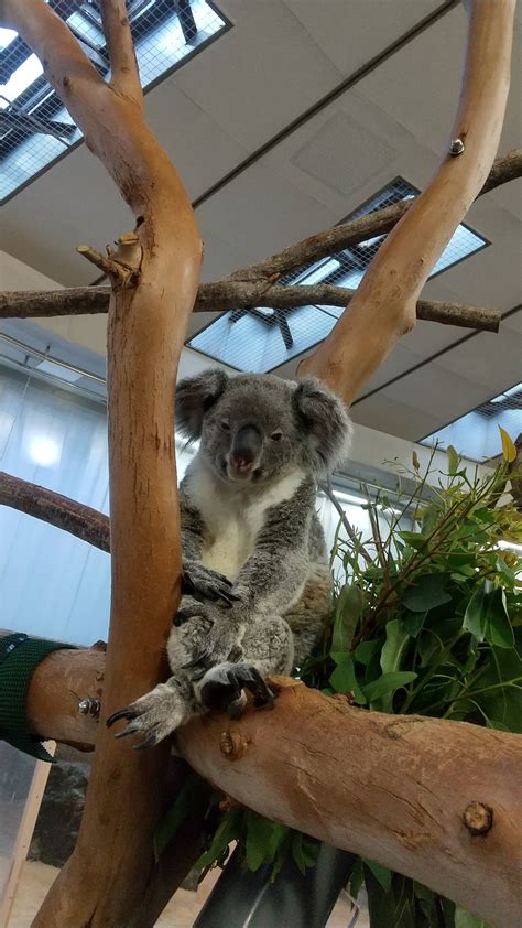 実物大こぼれ話｜ブログ金沢動物園公式サイト｜公益財団法人 横浜市緑の協会