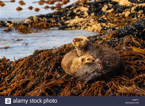 Sea Otters Kelp Hi Res Stock Photography And Images Alamy