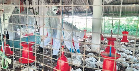 Avian Flu Outbreak In Odishas Kendrapara 2k Birds Culled