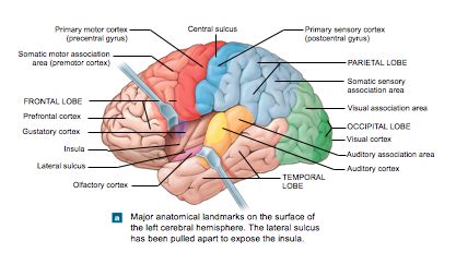 Central Nervous System Flashcards Quizlet