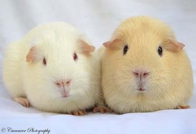 Our cavy breeds - CavameerCavies