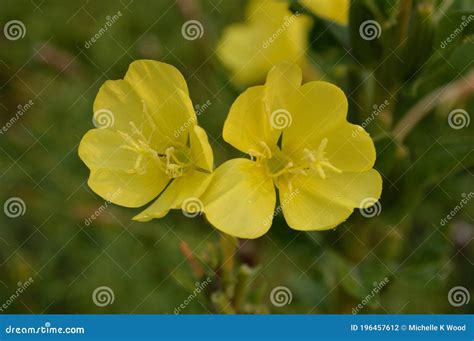 Oenothera Fruticosa â€ Sundrop Or Prairie Sundrops Two Flowers