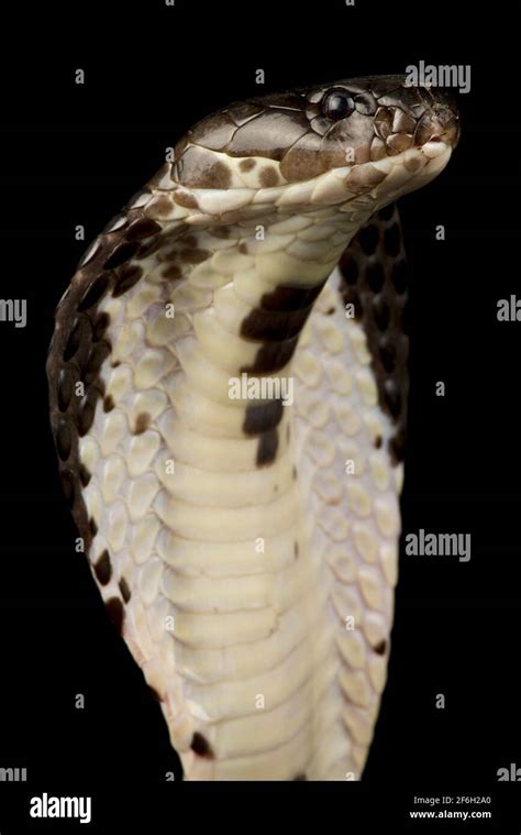 Siamese Spitting Cobra Hi Res Stock Photography And Images Alamy