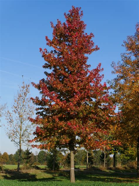 Liquidambar Styraciflua Liquidámbar Id Plantae