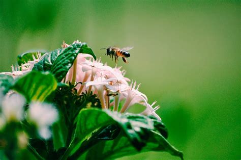 Can Bees Fly At Night Beekeeping 101