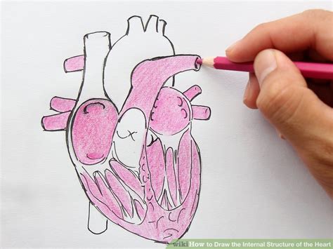 How To Draw The Internal Structure Of The Heart With Pictures