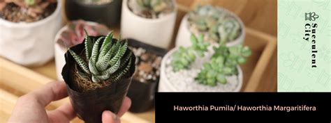 Haworthia Pumila Haworthia Margaritifera Succulent City