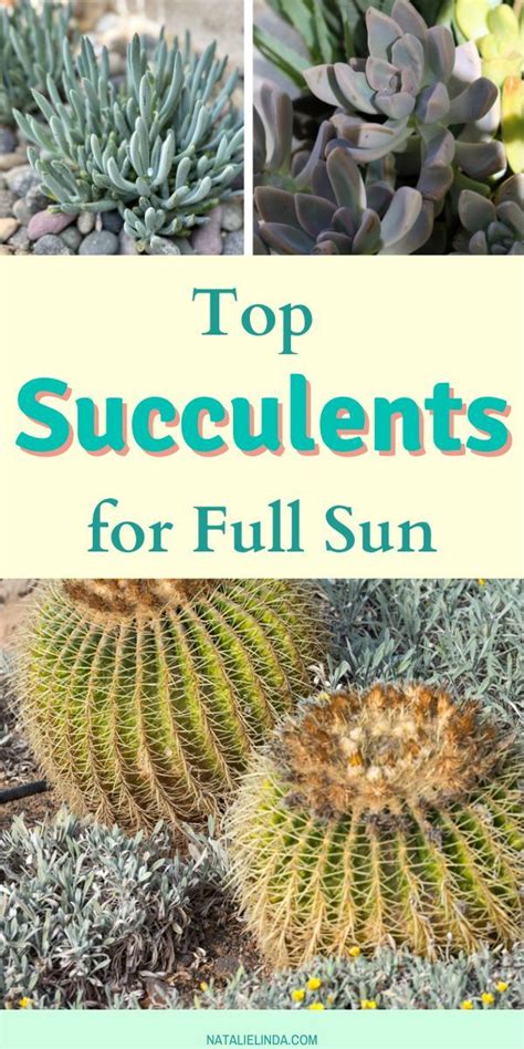 Best Full Sun Succulents For A Beautiful Outdoor Garden Natalie Linda