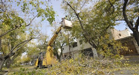 Se Inicia La Temporada De Poda Del Arbolado P Blico Infouco