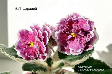 Фиалка ВаТ-Фарадей.