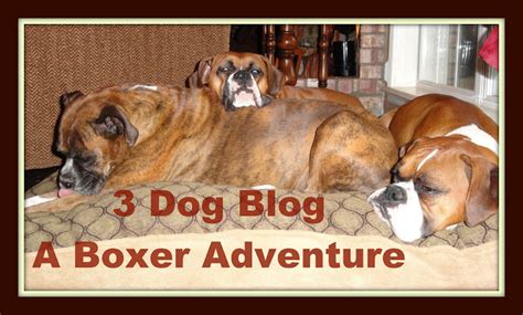 3 Dog Blog--A Boxer Adventure: Boxer (or any dog) Training Tips