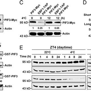 Pif Interacts With Ebf In Vitro And In Vivo A Yeast Two Hybrid