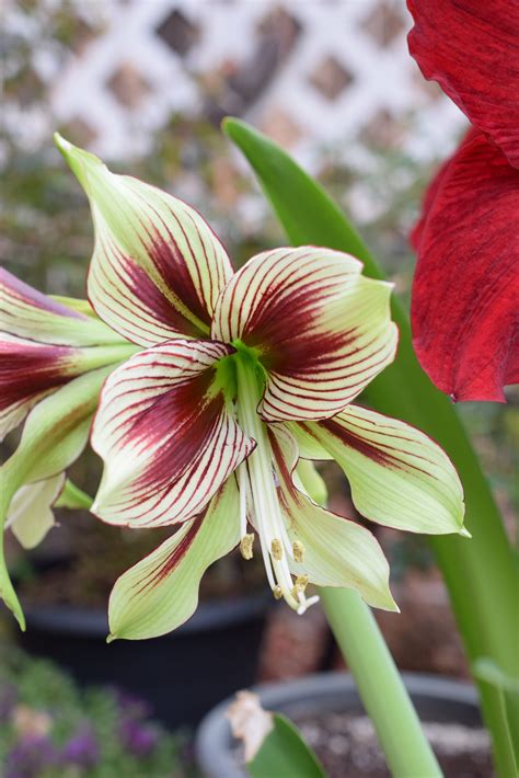 Easy To Grow Amaryllis You Need Now The Fancy Garden