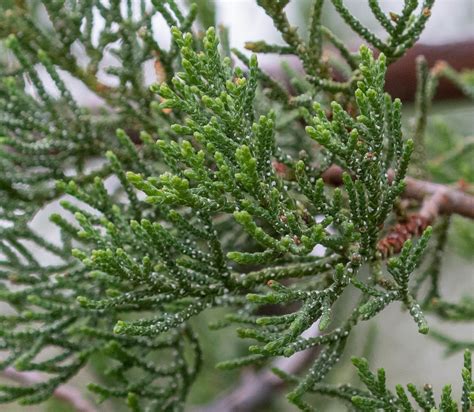 Juniperus Deppeana 2 Alligator Juniper Daniel Fitzgerald Flickr