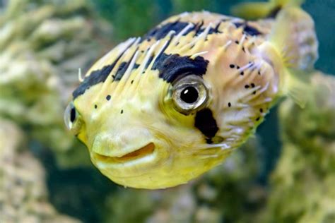 Porcupine fish - Stock Image - Everypixel