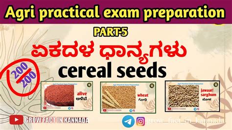 Part 5 cereal seeds ಏಕದಳ ಧನಯಗಳ PRACTICAL EXAM practical exam