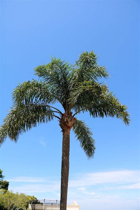 Queen Palm Tree Information Tips On Caring For Queen Palms Gardening