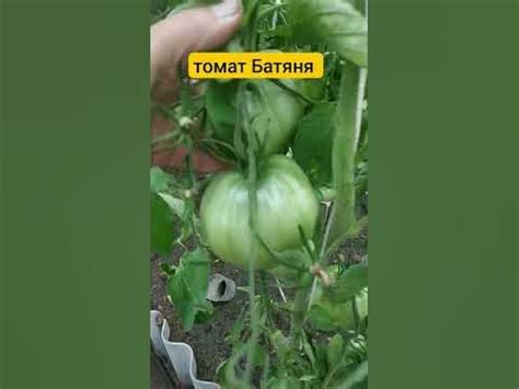 Томат Батяня в начале июля - YouTube