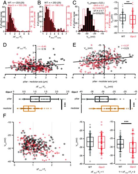 Disruption Of Gipc3 In Mice Shifts The Activation Of Ca 2 Influx To