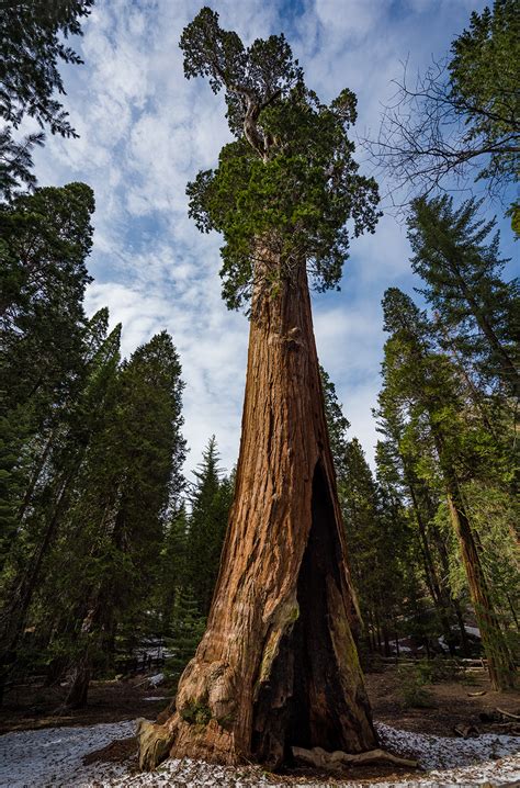 Things To Do in Sequoia National Park - Travel Caffeine