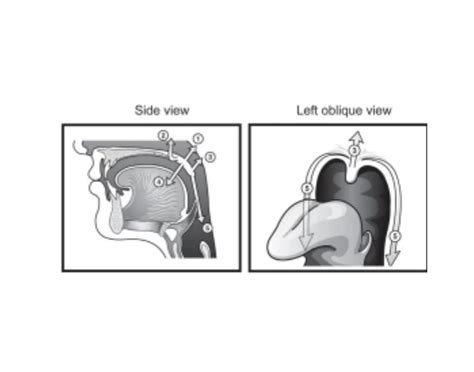 velar muscle Quiz