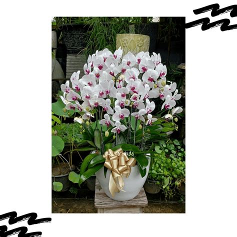 Anggrek Bulan Dewasa Isi Pohon Warna Putih Lidah Merah De Orchids