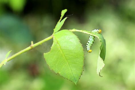 Caterpillar Eating Rose Leaves Stock Photo Image Of Leaves Backyard