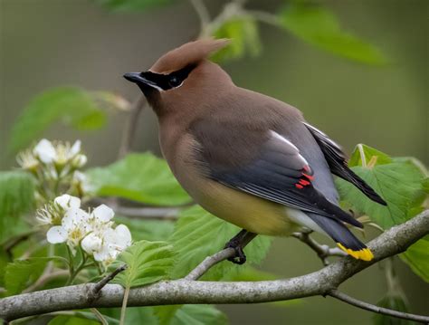 How to Identify a Cedar Waxwing Bird - Birds and Blooms